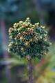 Picea abies Damphy IMG_6701 Świerk pospolity